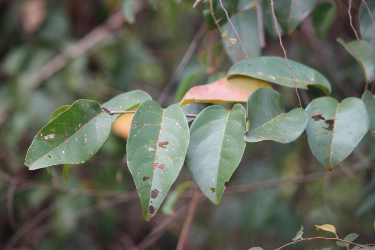 Salacia chinensis L.